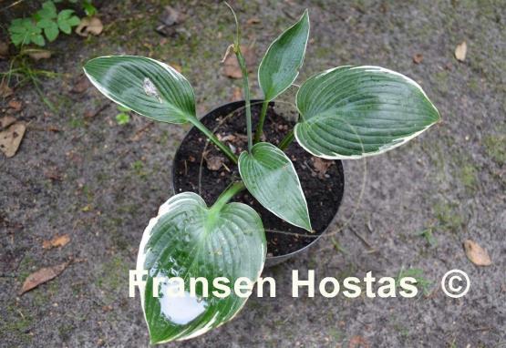 Hosta Cease Fire